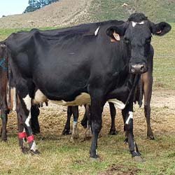 Dairy cow in a managed study