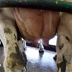 Animal health research in a New Zealand farm setting