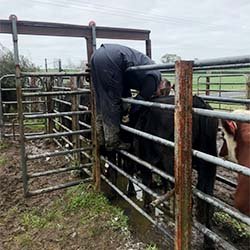 Hands-on cattle handling in farm yards