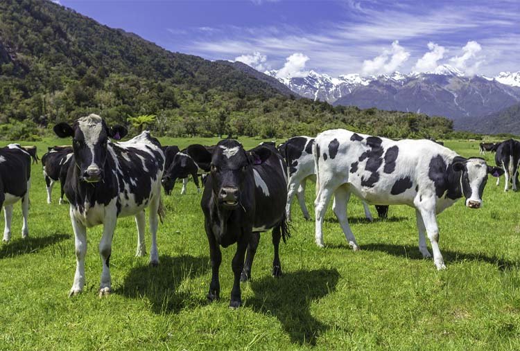 Dairy cattle in a New Zealand landscape