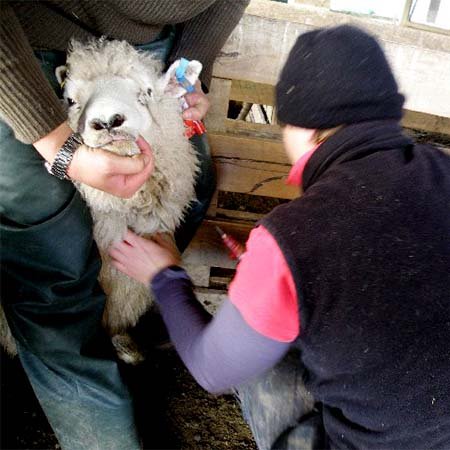 Hands-on animal research in a farm setting